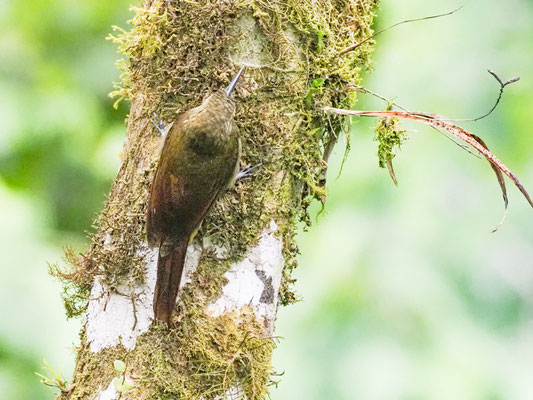 Sternflecken-Baumsteiger, Spotted Woodcreeper - Xiphorhynchus erythropygius