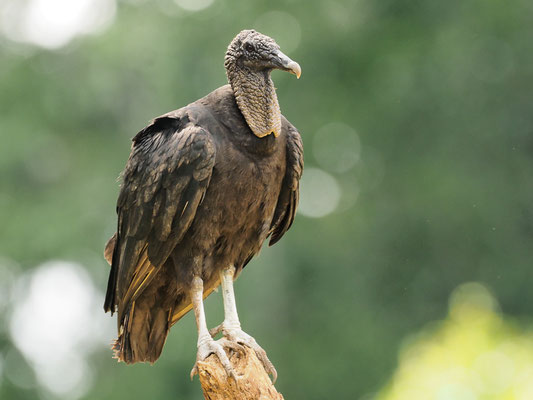 RABENGEIER, BLACK VULTURE, CORAGYPS ATRATUS