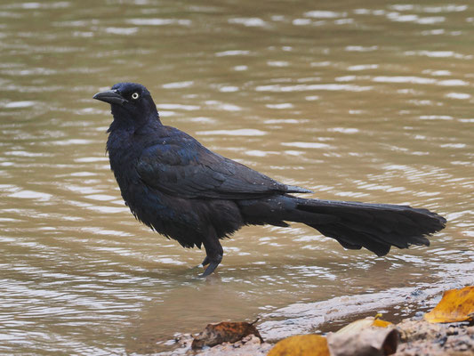 DOHLENGRACKEL, GREAT-TAILED GRACKLE, QUISCALUS MEXICANUS