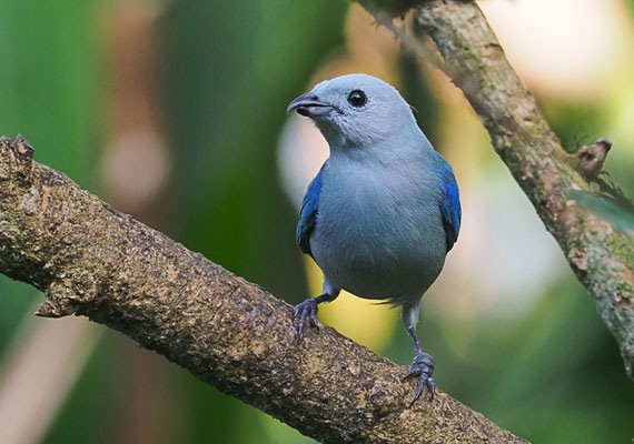 BLAUTANGARE (BISCHOFSTANGARE), BLUE-GRAY TANAGER, THRAUPIS EPISCOPUS