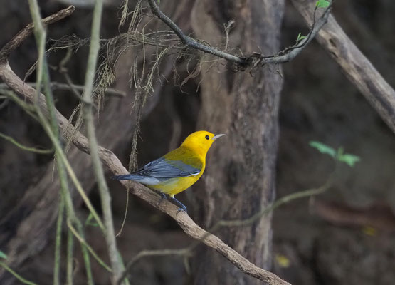 ZITRONENWALDSÄNGER, PROTHONOTARY WARBLER, PROTONOTARIA CITREA