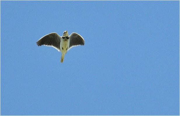 KALANDERLERCHE, CALANDRA LARK, MELANOCORYPHA CALANDRA