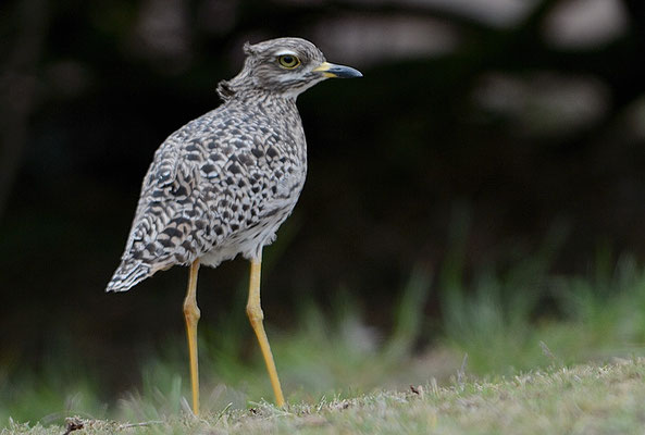 WAFFENKIEBITZ, BLACKSMITH LAPWING, VANELLUS ARMATUS