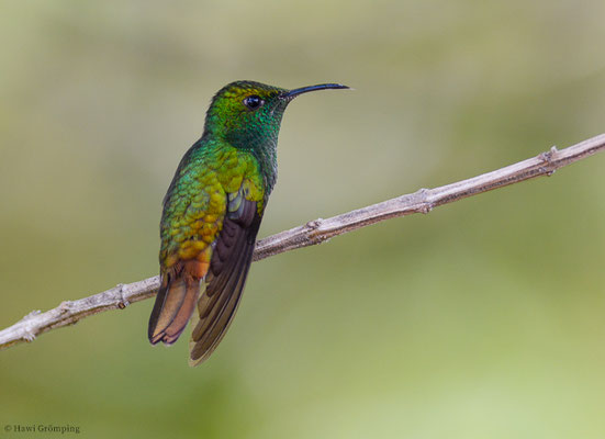 BRONZEKOPF-ELVIRAKOLIBRI, COPPERY-HEADED EMERALD, ELVIRA CUPREICEPS