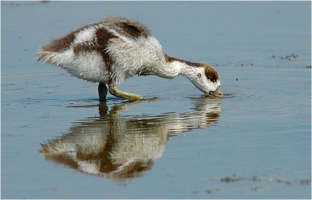 BRANDENTE, SHELDUCK, TADORNA TADORNA