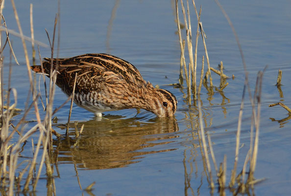 BEKASSINE, COMMON SNIPE, GALLINAGO GALLINAGO