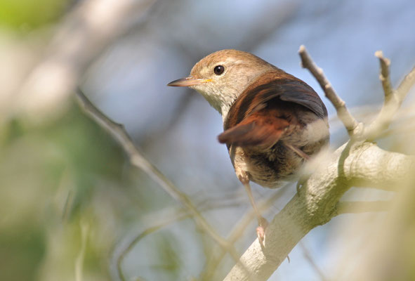 SEIDENSÄNGER, CETTI´S WARBLER, CETTIA CETTI