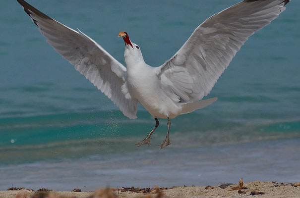 KORALLENMÖWE, AUDOUIN´S GULL, LARUS AUDOUINII