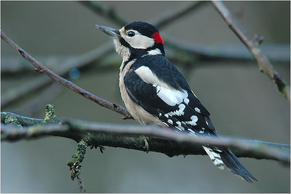 BUNTSPECHT, GREAT SPOTTED WOODPECKER, DENDROCOPOS MAJOR