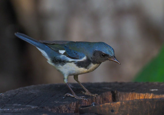 BLAURÜCKENWALDSÄNGER, BLACK-THROATED BLUE WARBLER, SETOPHAGA CAERULECENS