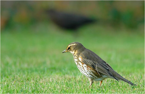 ROTDROSSEL, REDWING, TURDUS ILIACUS
