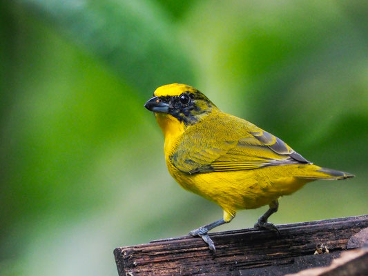DICKSCHNABELORGANIST, THICK-BILLED EUPHONIA - EUPHONIA LANIIROSTRIS