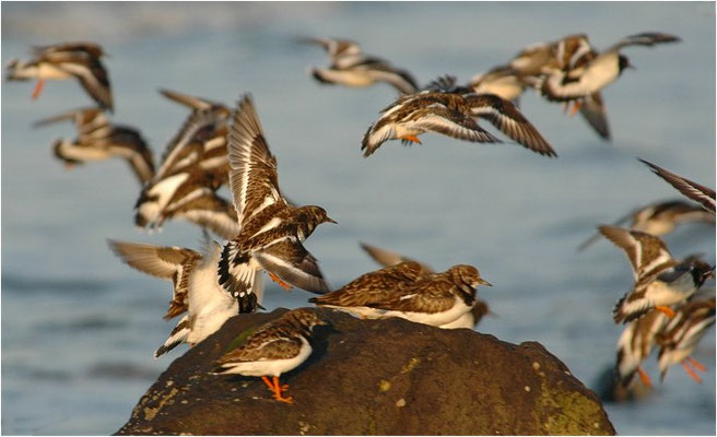 STEINWÄLZER, RUDDY TURNSTONE, ARENARIA INTERPRES