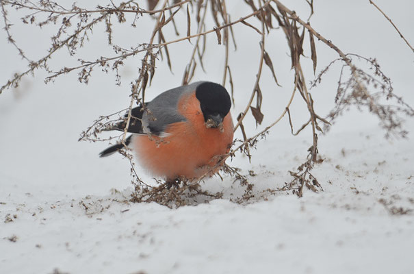 DOMPFAFF, BULLFINCH. PYRRHULA PYRRHULA