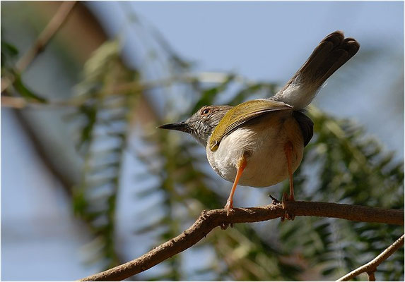 MECKERGRASMÜCKE, GREY BACKED CAMAROPTERA, CAMAROPTERA BRACHYURA