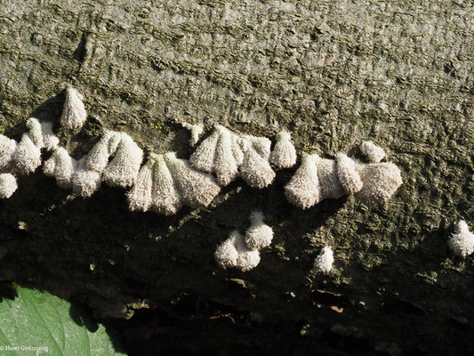 Gemeiner Spaltblättling - Schizophyllum commune