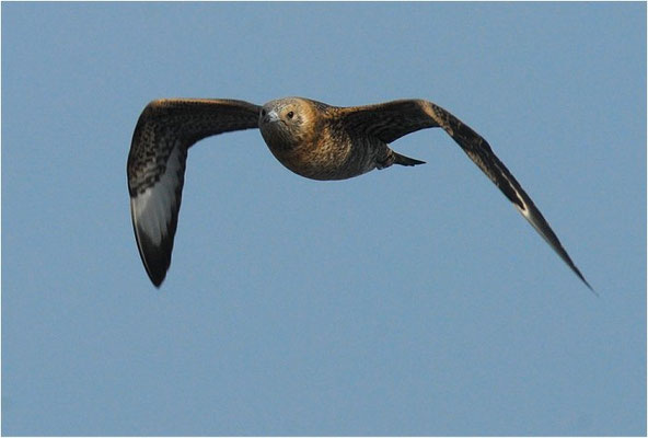 SCHMAROTZERRAUBMÖWE,  ARCTIC SKUA,  STERCORARIUS PARASITICUS