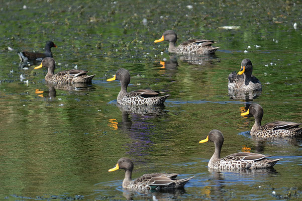 GELBSCHNABELENTE, YELLOW-BILLED DUCK, ANAS UNDULATA