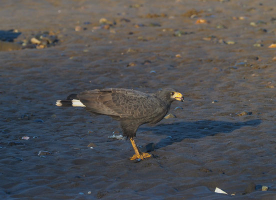 MANGROVENBUSSARD, MANGROVE BLACK-HAWK, BUTEOGALLUS SUBTILIS