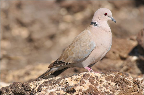RINGELTAUBE, WOOD PIGEON,  COLUMBA PALUMBUS