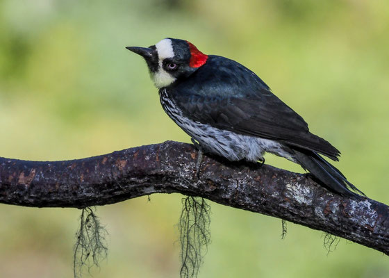 EICHELSPECHT, ACORN WOODPECKER, MELANERPES FORMICIVORUS
