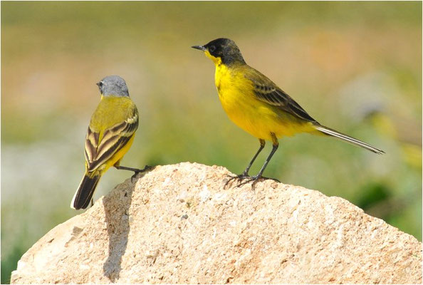 MASKENSTELZE, YELLOW WAGTAIL FELDEGG, MOTACILLA FLAVA FELDEGG