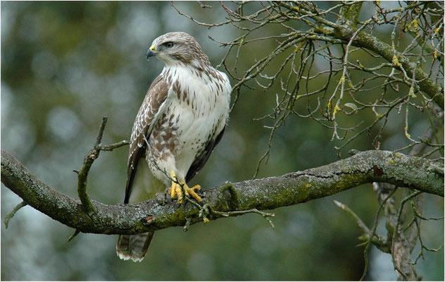 MÄUSEBUSSARD, COMMON BUZZARD, BUTEO BUTEO