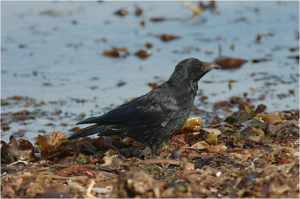 RABENKRÄHE, CARRION CROW, CORVUS CORONE