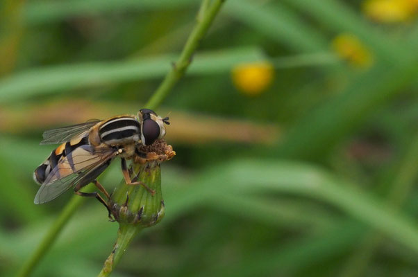 GROSSE SUMPFSCHWEBFLIEGE, HELOPHILUS TRIVITATTUS