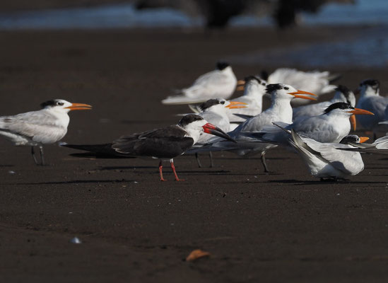 SCHWARZMANTEL-SCHERENSCHNABEL, BLACK SKIMMER, RYNCHOPS NIGER