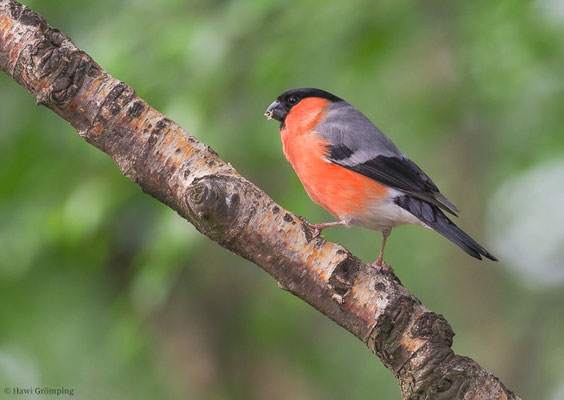 DOMPFAFF, BULLFINCH. PYRRHULA PYRRHULA