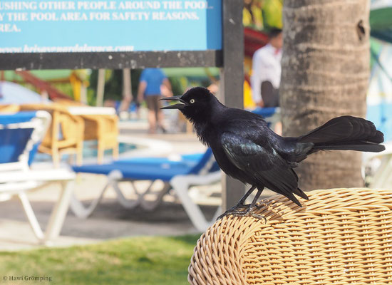 ANTILLENGRACKEL, GREATER ANTILLEAN GRACKLE, QUISCALUS NIGER