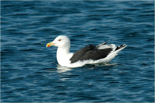 MANTELMÖWE, GREAT BLACK-BACKED GULL, LARUS MARINUS