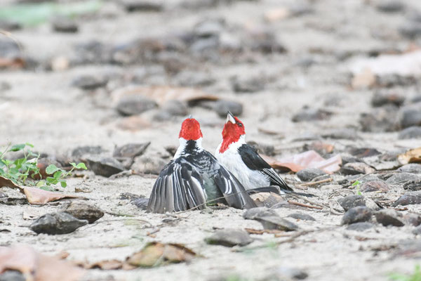 Dominikanerkardinal, Red-capped Cardinal - Paroaria gularis