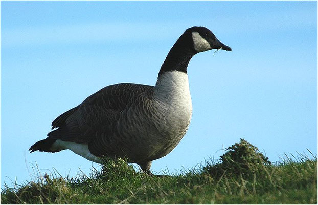 KANADAGANS, CANADA GOOSE, BRANTA CANADENSIS