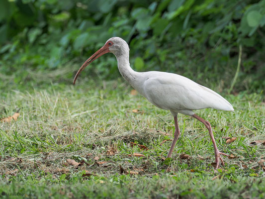 WEISSER SICHLLER, WHITE IBIS, EUDOCIMUS ALBUS