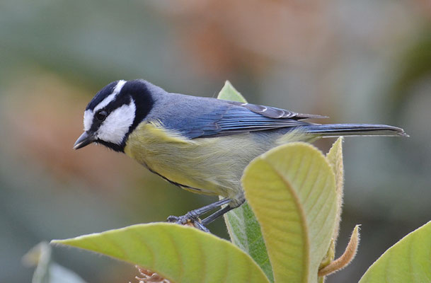 TENERIFFAMEISE, CANARY ISLANDS TIT, PARUS TENERIFFAE