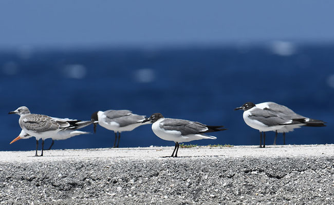 AZTEKENMÖWE, LAUGHING GULL, LEUCOPHAEUS ATRICILLA