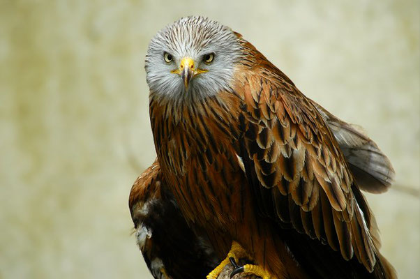 ROTMILAN, RED KITE, MILVUS MILVUS