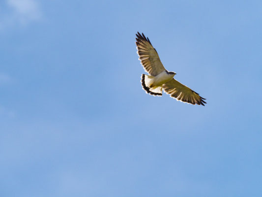 ROTRÜCKENBUSSARD, VARIABLE HAWK (RED-BACKED HAWK) - GERANOAETUS POLYOSOMA