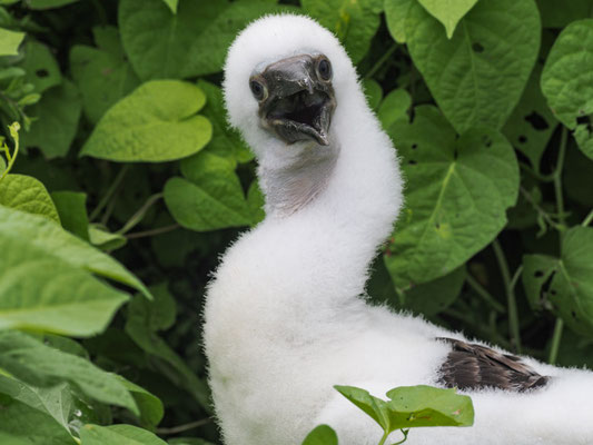 BLAUFUSSTÖLPEL, BLUE-FOOTED BOOBY - SULA NEBOUXII
