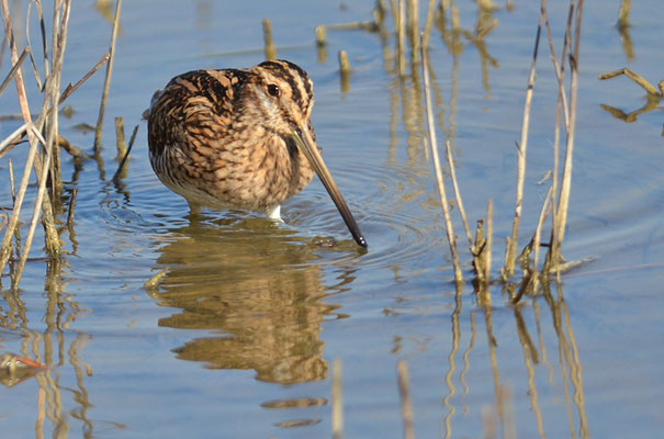 BEKASSINE, COMMON SNIPE, GALLINAGO GALLINAGO