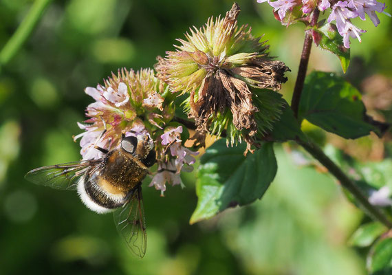 HUMMEL-KEILFLECKSCHWEBFLIEGE, ERISTALIS INTRICARIA