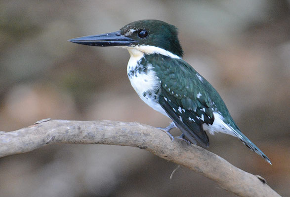 GRÜNFISCHER, GREEN KINGFISHER, CHLOROCERYLE AMERICANA