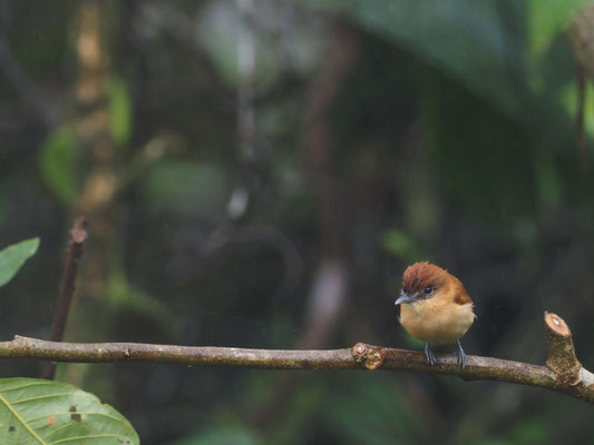 ZIMTBEKARDE, CINNAMON BECARD - PACHYRAMPHUS CINNAMOMEUS