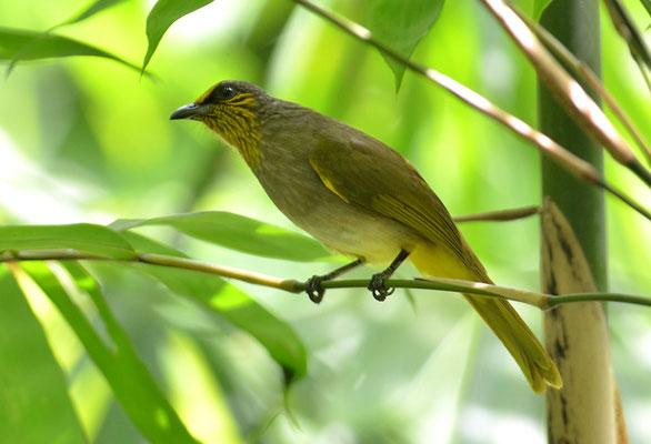 STREIFENKEHLBÜLBÜL, STRIPE-THROATED BULBUL, PYCNONOTUS FINLAYSONI 