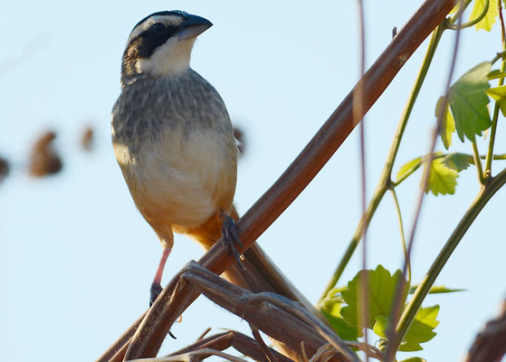 ROTSCHWANZAMMER, STRIPE-HEADED SPARROW, AIMOPHILA RUFICAUDA