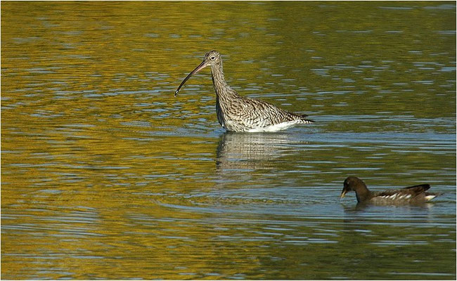 BRACHVOGEL, CURLEW, NUMENIUS ARQUATA