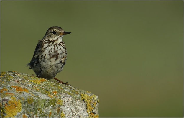 WIESENPIEPER, MEADOW PIPIT, ANTHUS PRATENSIS