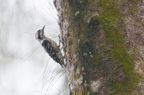 GRAUSCHEITELSPECHT, GREY-CAPPED PYGMY WOODPECKER, DENDROCOPOS CANICAPILLUS 